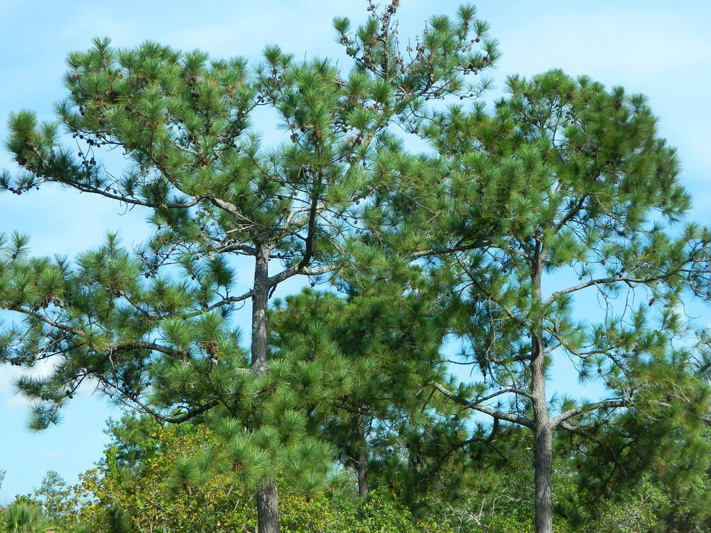 Becks Bed & Breakfast Crooked Tree Bagian luar foto